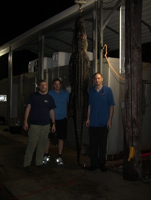 group alligator hunt